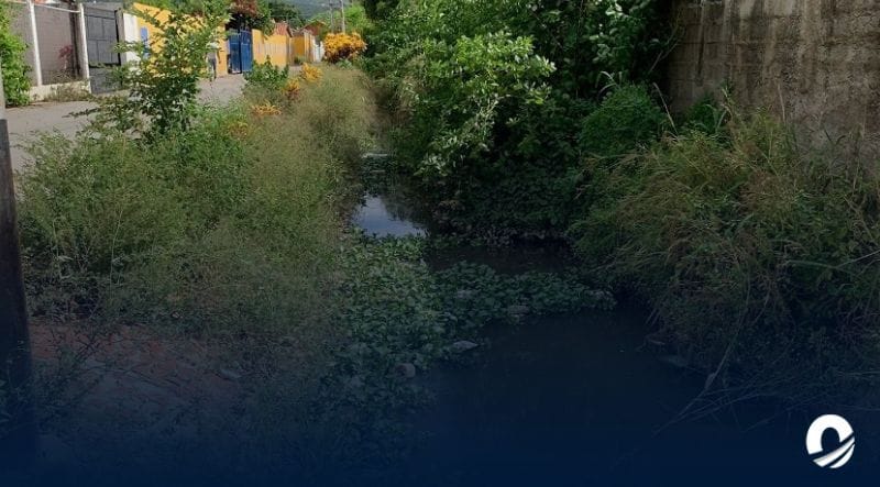 SUCRE | Residentes de las urbanizaciones José María Vargas y Los Olivos denunciaron proliferación de plagas