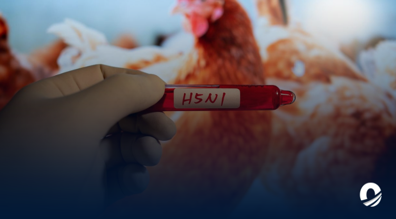 OMS confirmó cuatro nuevos casos de gripe aviar en Estados Unidos