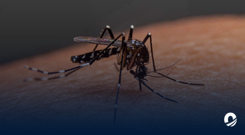 Casos de dengue en Venezuela han ido en aumento, alertó SVI