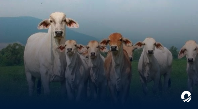 Ganadero fue víctima de un robo por una suma de 14 mil dólares