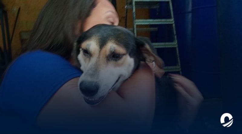 SUCRE | Misión Nevado esterilizó a 250 perros y gatos durante un operativo en Carúpano