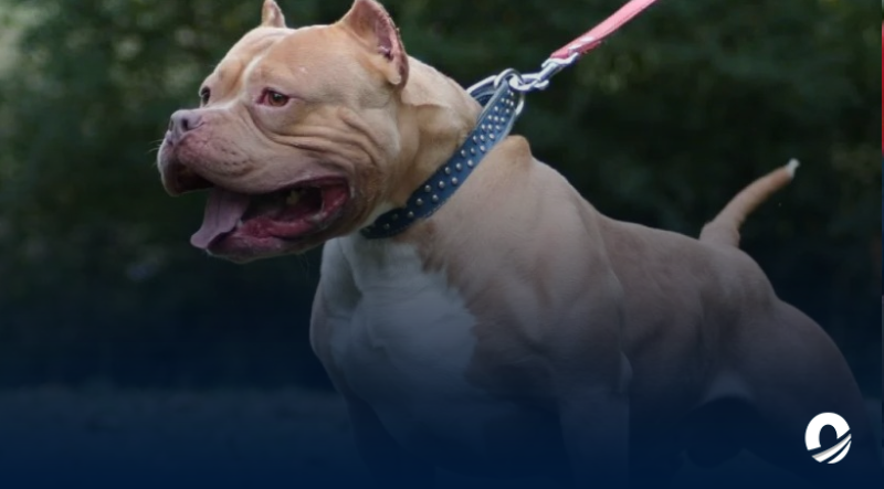 Niño de 3 años fue atacado por un perro en el rostro en Maturín
