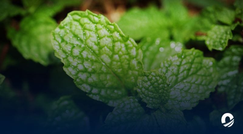 Niña de siete años perdió la vida tras ingerir bebida hecha con plantas medicinales en Güiria