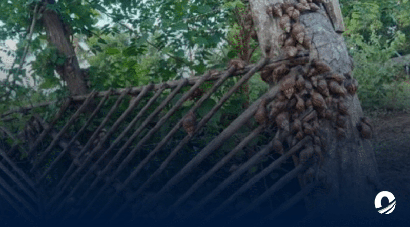 Más de 1300 caracoles africanos fueron hallados en distintas zonas de Zulia