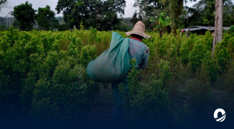 Asesinaron a cuatro venezolanos recolectores de coca en Colombia