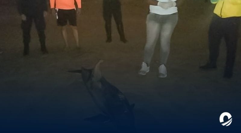 SUCRE | Protección Civil encontró un delfín muerto en el sector Viña del Mar de Bermúdez