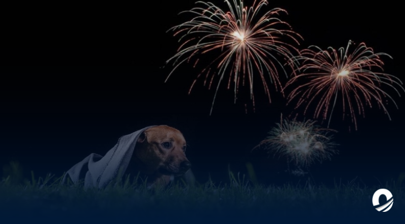 Veterinaria advirtió sobre el riesgo de los fuegos artificiales para las mascotas