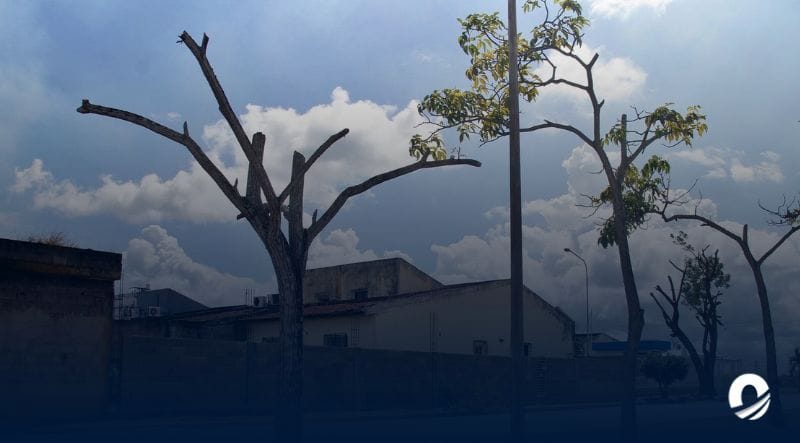 MONAGAS | Habitantes de Lomas del Viento denunciaron tala indiscriminada de árboles