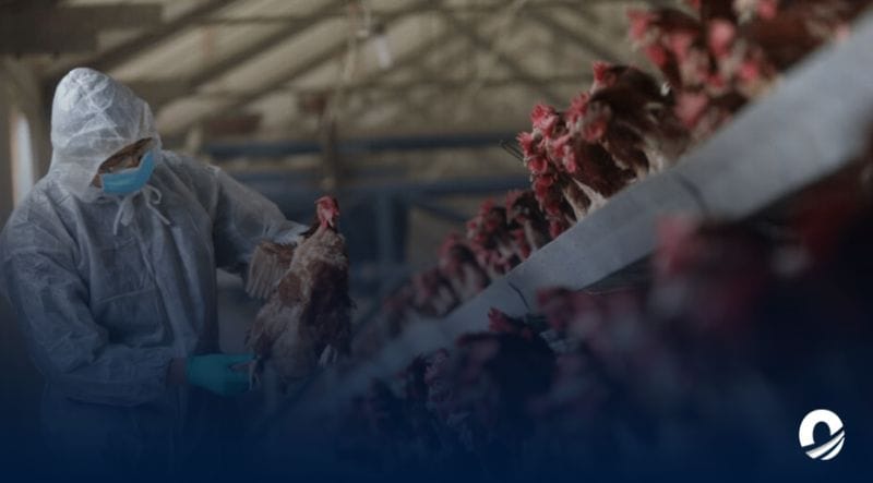 Estados Unidos confirmó primer caso severo de gripe aviar en un humano
