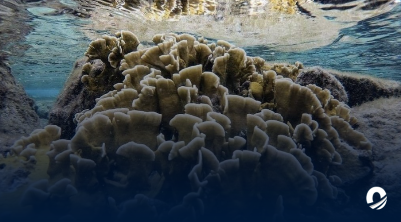 Iniciado proyecto para combatir especies acuáticas invasoras en Venezuela