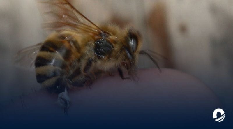 Mujer murió tras ser atacada por un enjambre de abejas en Maracay