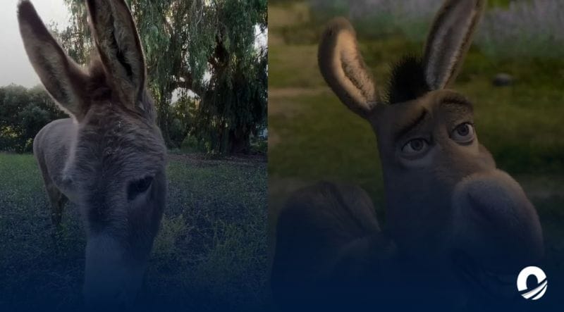 Murió Perry, el burro que inspiró al personaje homónimo de “Shrek”