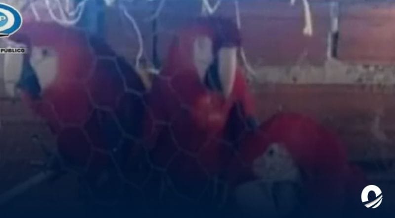 Ministerio Público imputará a sujeto por presuntamente mantener en cautiverio a cuatro guacamayas