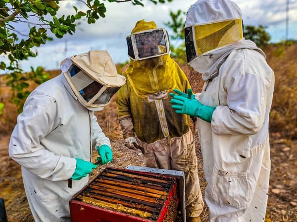 ANZOÁTEGUI | Anzoátegui se posicionó como el principal productor de miel en Venezuela, según Apasa