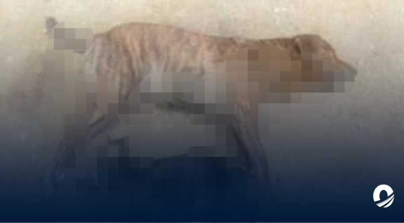 Ministerio Público investigará presunto envenenamiento de animales en Carabobo