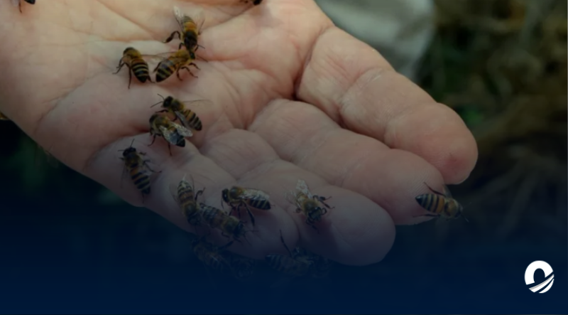 Hombre de 85 años murió tras ser atacado por un enjambre de abejas en Valencia
