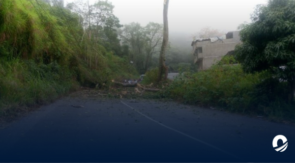 Hombre que talaba un árbol murió al caerle una rama encima