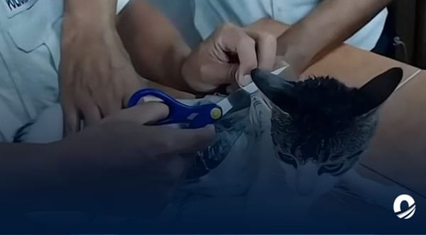 Autoridades de Costa Rica atraparon a un gato que ingresaba droga a una cárcel