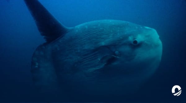 Pescador avistó a un pez luna en las costas de La Guaira