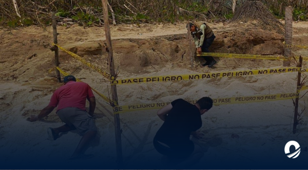Ambientalistas resguardan nido de tortugas marinas hallado en Choroní