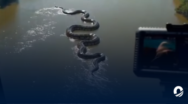 Avistamiento de anaconda gigante en el Amazonas causa revuelo en las redes sociales