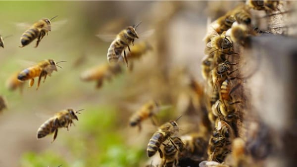 Hombre de 70 años murió tras ser atacado por un enjambre de abejas africanas en Barinas