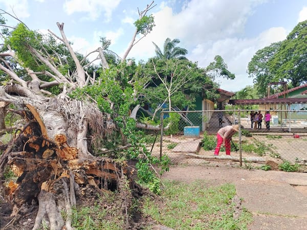 Monagas | Caída de un árbol causó daños en escuela primaria de La Pica