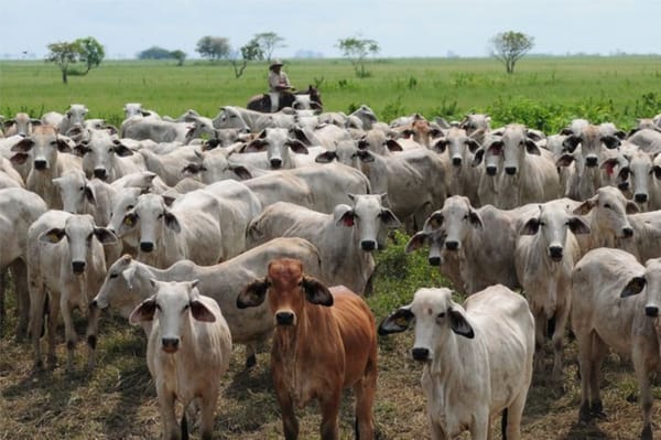 Fedenaga: consumo de carne en Venezuela se estancó durante primeros meses de 2025