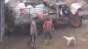 MP investigará a trabajadores de aseo urbano en Anzoátegui por maltrato animal