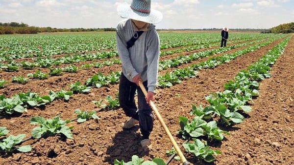 Fedeagro descartó desabastecimiento de hortalizas ante daños por lluvias en los Andes