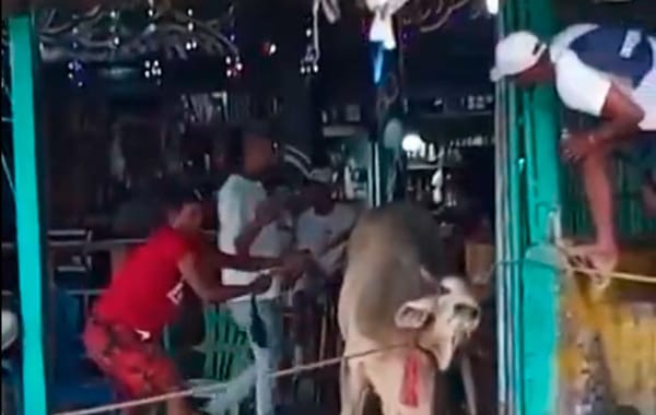 Mujer murió tras ser embestida por un toro durante celebración en Aragua