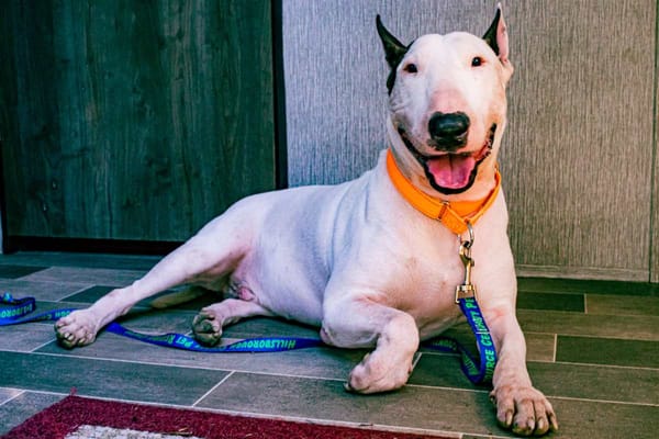 Florida aprobó nueva ley que prohíbe abandonar animales en medio de desastres naturales