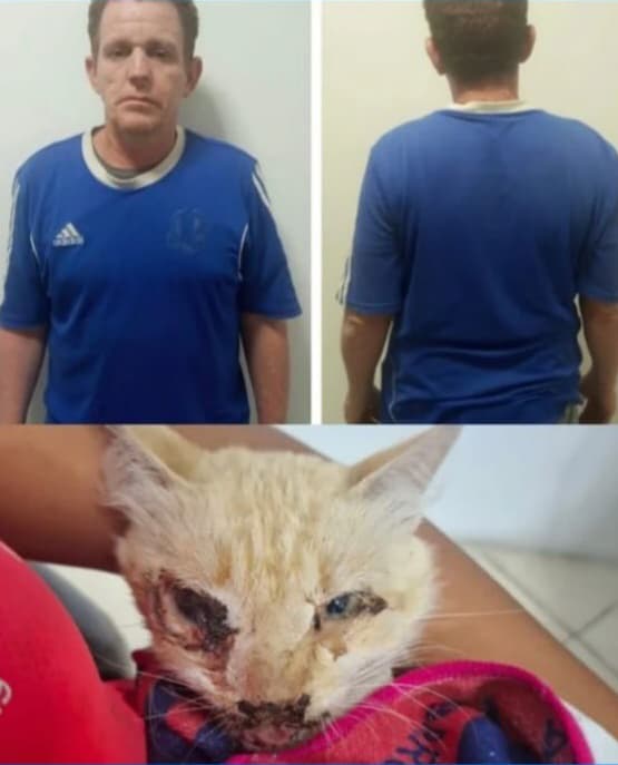 Detenido sujeto en Nueva Esparta por presuntamente agredir a un gato con un palo