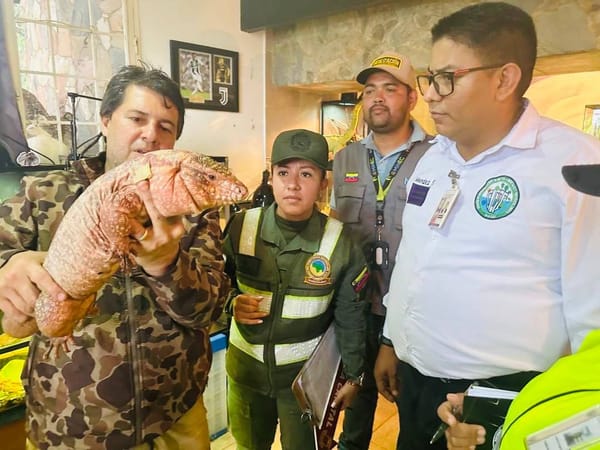 Más de mil ejemplares de fauna silvestre fueron incautados durante operativos en Falcón