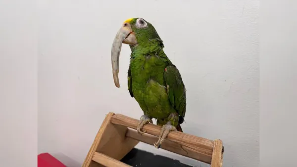 Loro encerrado durante 32 años en una jaula fue rescatado en Colombia: tenía el pico crecido