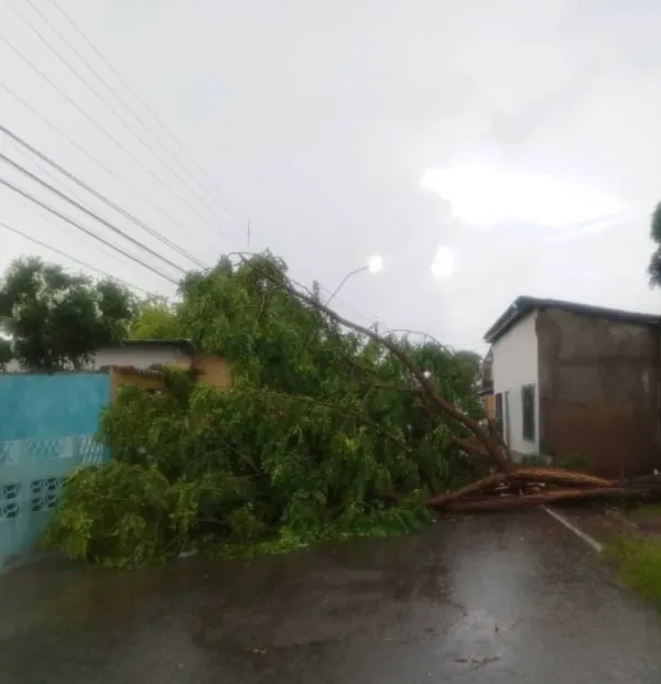 SUCRE | Árboles caídos y afectaciones en casas dejó las lluvias registradas en Cumaná por el paso de la Onda Tropical Nº6