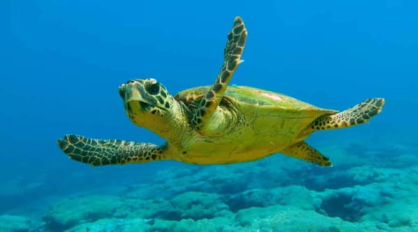 Nueva Esparta | Festival para la protección de tortugas marinas se realizará en Margarita