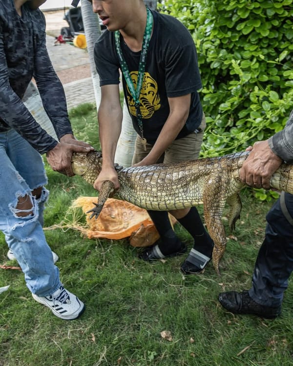 Ambientalistas rescataron a un caimán con manchas de petróleo en el Lago de Maracaibo