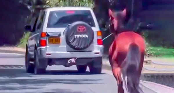 Autoridades investigan maltrato a caballo que fue arrastrado por una camioneta en Colombia