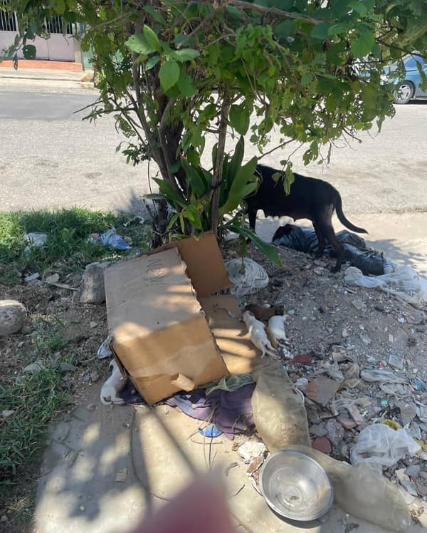 SUCRE | Fundación Gustavo Minguet denunció presunto caso de abuso animal en Cumaná