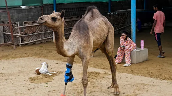 Camella que perdió una pata en Pakistán recuperó la movilidad gracias a una prótesis