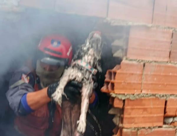 Perro fue rescatado por los Bomberos de Caracas tras el incendio de una vivienda