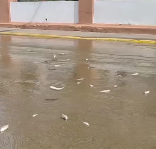 Se registraron varios peces en las calles del Paseo Orinoco tras desbordamiento del río