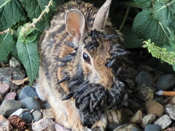 Conejos con «tentáculos» causan asombro en Estados Unidos: conoce a qué se debe