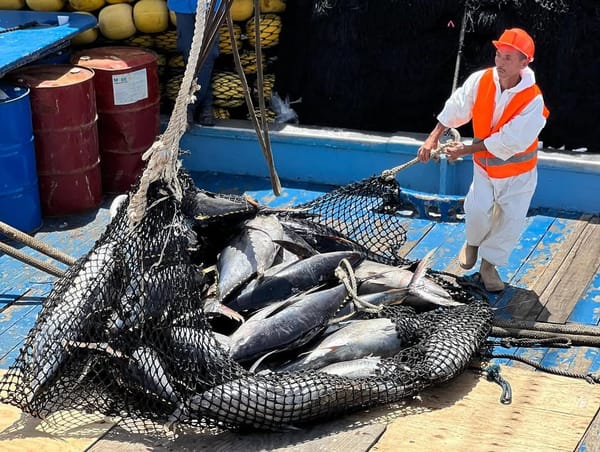 Embarcación con 900 toneladas de atún del Pacífico arribó al país