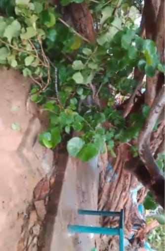 Dos mujeres resultaron heridas tras ser golpeadas por un árbol en playa San Luis