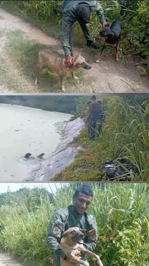 Guardia Nacional rescató a dos perros que cayeron a la Refinería de Puerto La Cruz