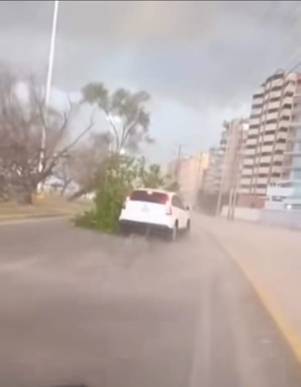 ANZOÁTEGUI | Fuertes vientos causaron caída de árboles y cortes eléctricos en Lechería