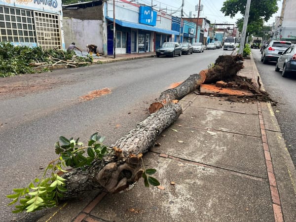 MONAGAS | Vientos intensos provocaron caída de árboles y ramas en Maturín