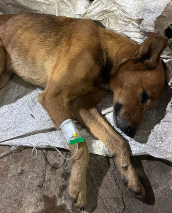 ANZOÁTEGUI | Habitantes de Naricual denunciaron envenenamientos a perros comunitarios